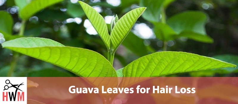 Guava Leaves for Hair Loss: Everything You Need to Know