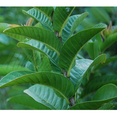 Hilltop Fresh Fresh Guava Leaves