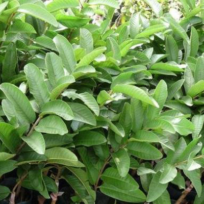 Tang Store Fresh Guava Leaves